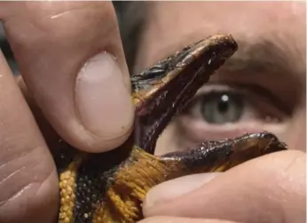  ?? ED CRISOSTOMO/THE ASSOCIATED PRESS ?? Snake expert Greg Pauly shows the fangs of a venomous sea snake. A similar, rare yellow-bellied sea snake washed up on a beach near San Diego Tuesday, the third found in California in recent months.