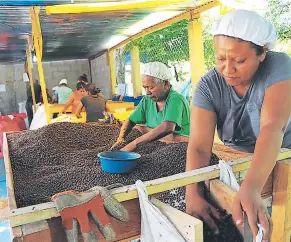  ?? FOTOS: EDWARD FERNÁNDEZ ?? PRODUCCIÓN. Las mujeres se dedican en su mayoría a preparar la pimienta.