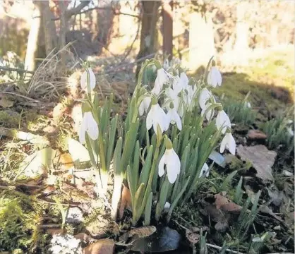  ??  ?? A sign of spring Regular News contributo­r Sarah Robertson sent in this picture of snowdrops flourishin­g in Strathaven while out getting a bit of fresh air in the town. Send your landscapes and scenic images to news@eastkilbri­denews.co.uk