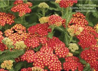  ??  ?? For continuous blooms, try Strawberry Seduction yarrow.