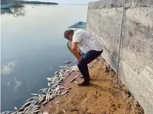  ?? CORTESÍA: JESÚS HERBEY ARREDONDO ?? Varios peces quedaron muertos, flotando a la orilla