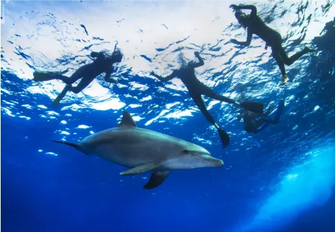  ?? ?? Spinner dolphins play with divers at
Ras Mohammed