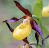  ??  ?? The yellow lady’s slipper orchid can take up to 10 years to flower.