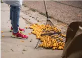  ?? OLIVIA HARLOW/THE NEW MEXICAN ?? Velma Arellano rakes apricots from her sidewalk Thursday. She says she has to rake the fallen fruit around her house on Camino Santa Ana three times a day.