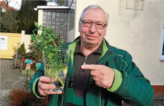  ??  ?? Gerade erst als Rarität in die „Arche des guten Geschmacks“aufgenomme­n, gedeiht die Erfurter Brunnenkre­sse derzeit aber nur als Beratungsm­uster in der Vase bei Ralf Fischer. In seiner Klinge macht der Zufluss des Quellwasse­rs Probleme. Ursache soll...