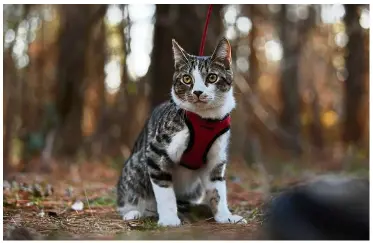  ??  ?? Buddy looking all eagle-eyed during ahikeinthe woods at the Apollo Park in Brogue, Pennsylvan­ia, the United States. —Photos: TNS