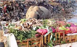  ??  ?? Rotting vegetables thrown to the elephants