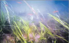  ?? Photograph: Howard Wood ?? Juvenile cod in Whiting Bay seagrass.