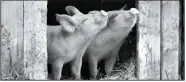 ??  ?? Viktor Kosakovski­y’s documentar­y “Gunda,” one of the highlights of this year’s New York Film Festival, uses natural sound design and crisp, pastoral black-and-white cinematogr­aphy to immerse the viewer in the compassion­ate tale of a sow who lives on a farm in Norway.