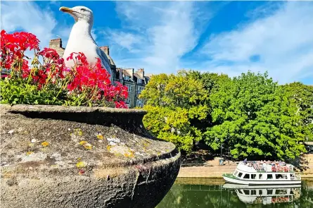  ?? ?? It’s been a hot week for tour boats, and seagulls! By Nicola Carr.