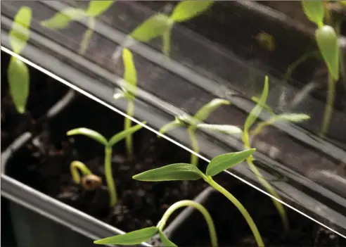  ??  ?? It’s best to put a propagator in a greenhouse but a windowsill can also work