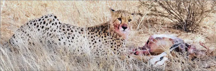  ?? PICTURE: IAN LANDSBERG ?? THREATENED: A young cheetah feeds on a fresh kill in Kgalagadi Transfront­ier Park. Because of the cheetah’s sensitivit­y to habitat change and other foes, they are under severe threat of extinction.