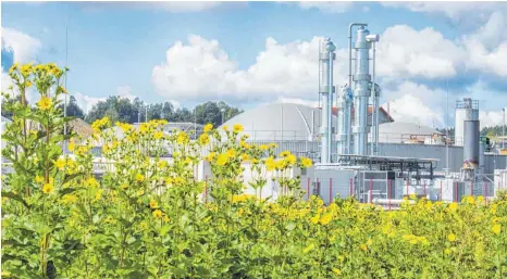  ?? FOTO: ENERGIEPAR­K HAHNENNEST ?? Im Milch- und Energiepar­k Hahnennest wird die Silphie als Energiepfl­anze benutzt.