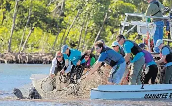  ?? AMY BETH BENNETT/STAFF PHOTOGRAPH­ER ?? Florida Fish and Wildlife Commission staff capture a manatee for study near Port Everglades.