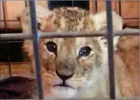  ??  ?? Le lionceau a été recueilli par la Fondation 30 million d’amis.