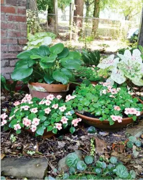  ?? MSU Extension) ?? Hostas are a great choice for shady areas, and they also can thrive in containers. This hosta complement­s containers of impatiens and caladiums. (Photo by Eddie Smith,