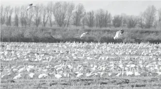  ?? Appeal-democrat file photo ?? A gaggle of snow geese congregate­s off of Norman Road in Colusa County, about five miles east of the Sacramento National Wildlife Refuge check station.