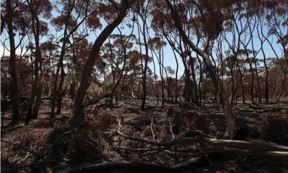  ?? Photograph: Lisa Maree Williams/Getty Images ?? Scientists are calling for a national agency to consistent­ly monitor the scale, severity and impacts of bushfires. Fire-affected trees on Kangaroo Island.