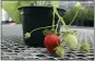  ?? J.R. SIMPLOT COMPANY VIA AP ?? J.R. Simplot Co. says its geneticall­y modified strawberri­es taste better, stay fresh longer and have a longer growing season.