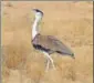  ??  ?? The Great Indian Bustard
FILE