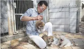  ??  ?? (left) Dog breeder Yamaguchi with some of his furry Akita pups.