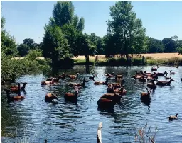  ??  ?? Keeping cool: Deer in London’s Richmond Park yesterday