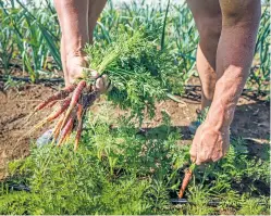  ??  ?? Romero picks purple carrots at his farm in Alcalde on Wednesday. Farming is a hard enough without Mother Nature piling on, he says. ‘We are taking a minimal approach [to planting] … because we don’t need the added stress.’