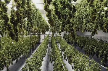  ?? Arnold Gold/Hearst Connecticu­t Media file photo ?? Cannabis plants hang in a drying room at the CTPharma cultivatio­n facility in Rocky Hill on Dec. 13.