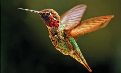  ?? ?? An Anna’s hummingbir­d, four of which were observed in the tests. Photograph: Alan Mahood/Alamy