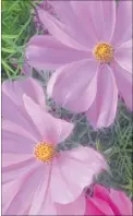  ??  ?? Godinton House gardens have 16 varieties of cosmos flowers