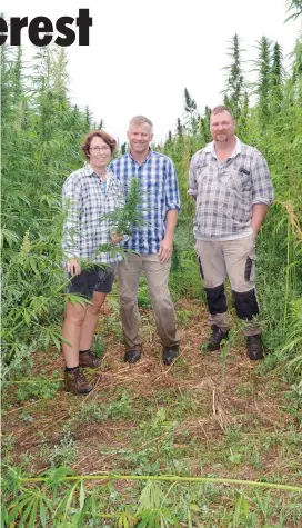  ??  ?? Six varieties of commercial hemp have been planted in a 2.5 hectare area on the property of Cathy Briant (left) and Andrew Peart (centre). The couple, and staff member Ben Olsen, are monitoring the growth rates carefully in their first year of growing the crop which they hope will bring some exciting opportunit­ies in the future.Inset: Cathy and Andrew assess the seed pod growth in the plants.