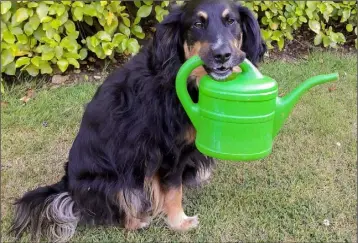  ??  ?? Declan Roche sent us this photo of his two-year-old rescue dog Bobby helping out in the garden – and not too happy with the introducti­on of a hosepipe ban!