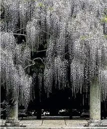  ??  ?? Wisteria can be too vigorous, so cut back long growth now. Below: a piece of wood under pumpkins will protect them from rot.