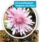  ??  ?? Chrysanthe­mum ‘Emperor of China’