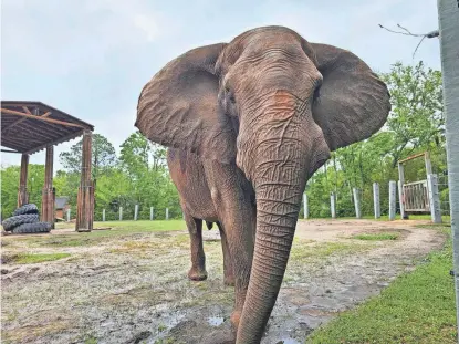  ?? PHOTOS PROVIDED BY THE JACKSONVIL­LE ZOO AND GARDENS ?? Ali, an African elephant at the Jacksonvil­le Zoo and Gardens, hangs out in his enclosure after a team of specialist­s removed his infected tusk.