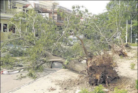  ?? ANI ?? Trees uprooted; and (below) a car damaged after a thundersto­rm in Patiala. The administra­tion said 12 houses and 147 cattle sheds have been damaged beyond repair across a number of villages in the district.