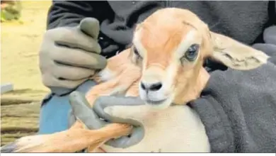  ??  ?? Imagen de la cría de gacela dorcas que ha nacido en el Zoobotánic­o este 2021.