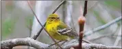  ?? WIKIPEDIA COMMONS ?? The pine warbler, a year-round resident in Georgia, is one of 314 bird species facing a perilous future because of climate change, according to a new National Audubon Society study.