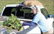  ?? Photos by Doug Walker, RN-T ?? BELOW: Diane Minick, of Stormwater Landscapes in Canton, pulls some shrubbery out of her truck at Neel’s Landing.