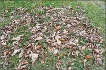  ?? CONTRIBUTE­D/PAMELA BENNETT ?? Leaves on the lawn can be chopped up and used for organic matter in the soil.