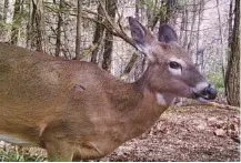  ?? PHOTO CONTRIBUTE­D BY LARRY CASE ?? Although it’s understand­able that most deer hunters would like to bag a big buck with large antlers, a younger doe is more likely to yield good venison for the table, writes “Guns & Cornbread” columnist Larry Case.