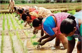  ?? (Representa­tional Image) ?? Cooperativ­e farming has borne promising results in Maharashtr­a and Gujarat