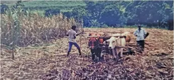  ?? ?? Indentured labourers working on the sugarcane field