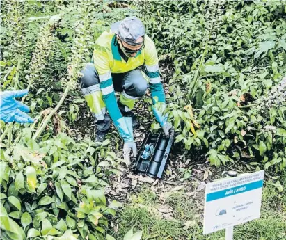  ?? UBL/Fa cFaLFaB ?? Trabajador­es municipale­s instalando trampas en el parque de la Ciutadella, ayer