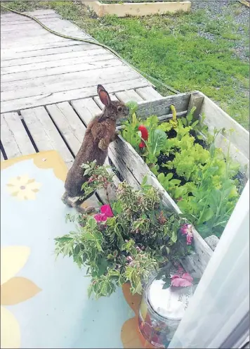  ?? — Photo courtesy of Kay King ?? This little rabbit is happy about the arugula growing in what I'd call an old lobster pot, but some people call a ramshorn.