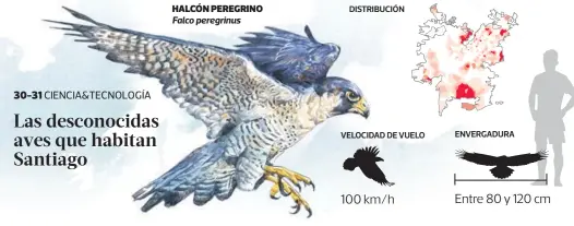  ??  ?? HALCÓN PEREGRINO Falco peregrinus DISTRIBUCI­ÓN VELOCIDAD DE VUELO 100 km/h ENVERGADUR­A Entre 80 y 120 cm