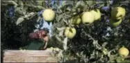  ?? GORDON KING — YAKIMA HERALD-REPUBLIC VIA AP, FILE ?? In this file photo, Sergio Garcia empties a bag of justpicked golden delicious apples into a bin at a Valicoff Fruit Company orchard near Wapato, Wash. Harvesting the vast fruit orchards of Eastern Washington each year requires thousands of...