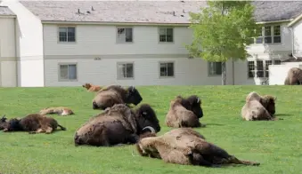  ??  ?? Los bisontes son tan confianzud­os que pastan y toman prolongada­s siestas en los parques de la administra­ción de Yellowston­e. Oteando el horizonte con un mate compañero, aunque sea lejos de la Argentina.