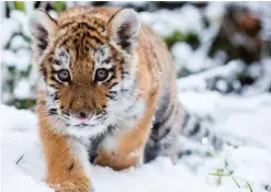  ??  ?? GERMANY: Little Siberian tiger Dragan makes its way through the snow in its enclosure at the zoo in Eberswalde, eastern Germany, on January 31, 2015. Dragan was born on October 7, 2014 and belongs to the most endangered species of the amur tigers. — AFP