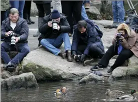 ?? ASSOCIATED PRESS FILE PHOTO ?? People try to get pictures of a Mandarin duck, center, in Central Park in New York in 2018.
